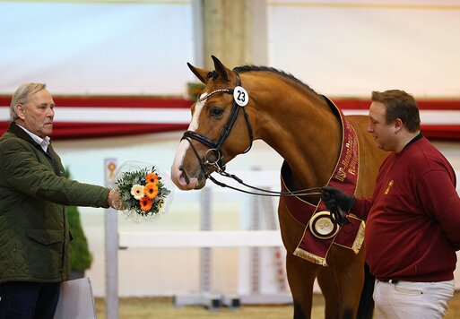 Prämienhengst von Herakles x Zirocco Blue x Corland | Züchter: Verhagen Horse Services, Niederlande