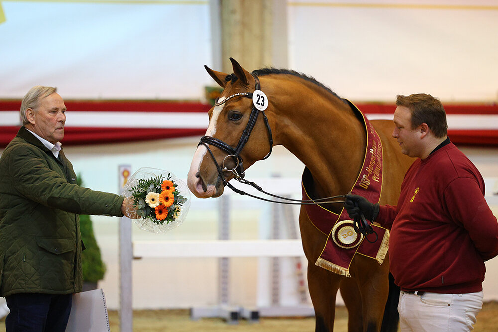 Premium stallion by Herakles x Zirocco Blue x Corland | Breeder: Verhagen Horse Services, Netherlands  