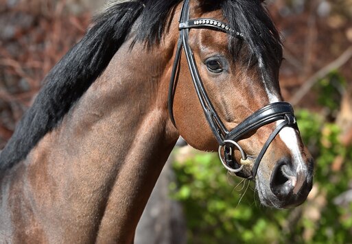 Hesselhøj Donkey Boy von Dancing Hit aus der Sobakkehus Kamilja von Milan - Kawango| Züchter: Dorthe und Hans Jorgen Hoeck, Dänemark