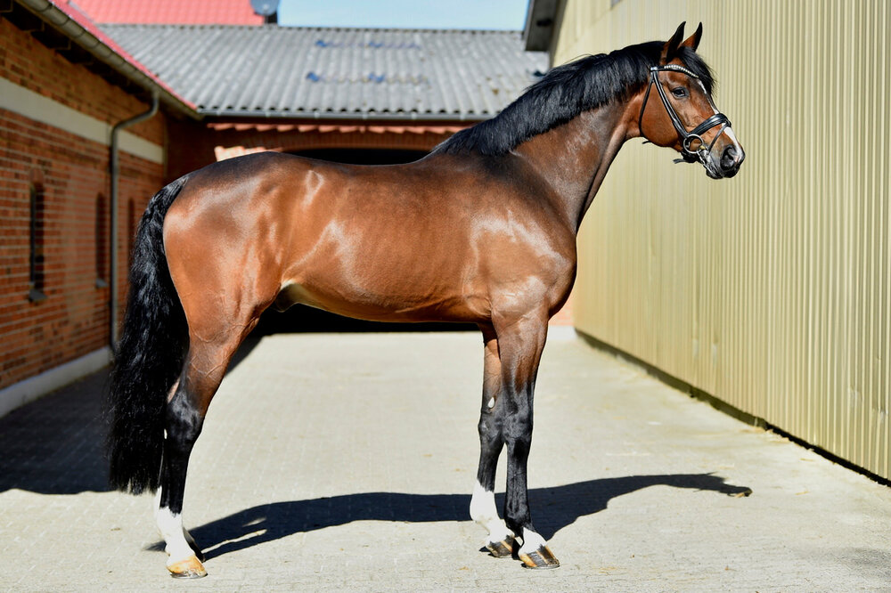 Hesselhøj Donkey Boy von Dancing Hit a.d. Sobakkehus Kamilja Milan x Kawango| Züchter: Dorthe und Hans Jorgen Hoeck, Dänemark