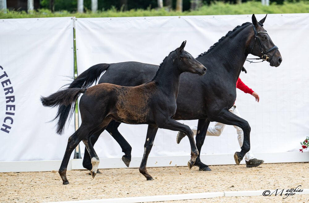 Dressman by Donkey Boy out of Finesse by Fiderbach - French Kiss | Breeder: Christian Rainer