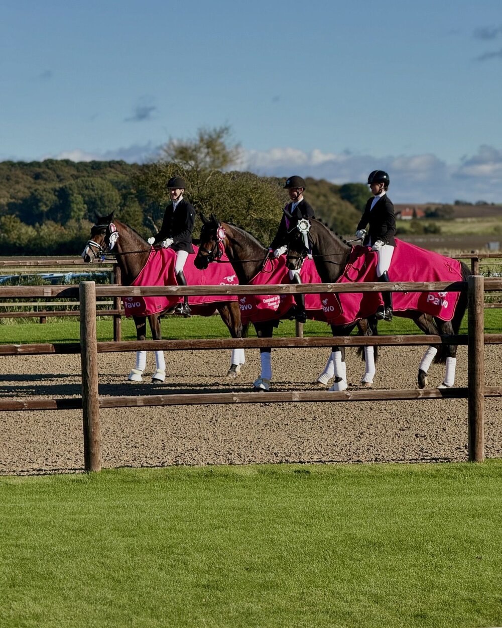 Gold, Silber und Bronze für Nachkommen von Donkey Boy beim Junghengstchampionat in Dänemark
