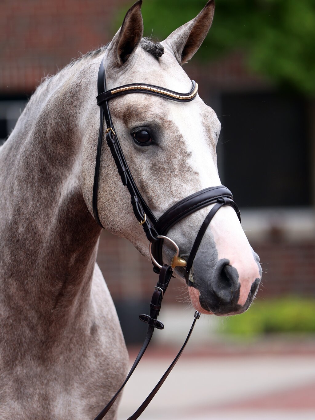 Highfield by Heartbreaker out of Oak Grove's Olympia Z by Ogano Sitte - Rubens du Ri d'Asse | Breeder: Gestüt Eichenhain GmbH