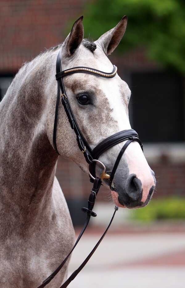 Highfield by Heartbreaker out of Oak Grove's Olympia Z by Ogano Sitte - Rubens du Ri d'Asse | Breeder: Gestüt Eichenhain GmbH