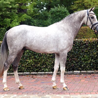 Highfield by Heartbreaker out of Oak Grove's Olympia Z by Ogano Sitte - Rubens du Ri d'Asse | Breeder: Gestüt Eichenhain GmbH