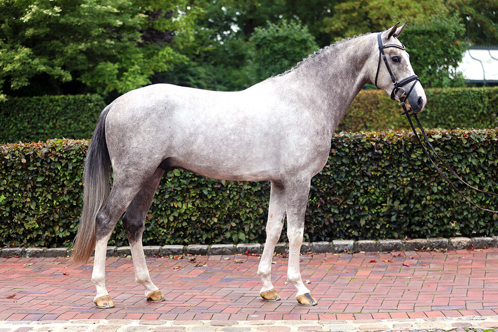 Highfield by Heartbreaker out of Oak Grove's Olympia Z by Ogano Sitte - Rubens du Ri d'Asse | Breeder: Gestüt Eichenhain GmbH