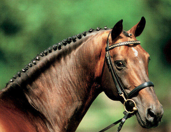 Landor S von Landadel aus der Fureida 2 von Godehard - Furioso II 