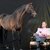 Landor S and Gerd 2014 | Breeder: Gerd Sosath, Lemwerder (Germany)