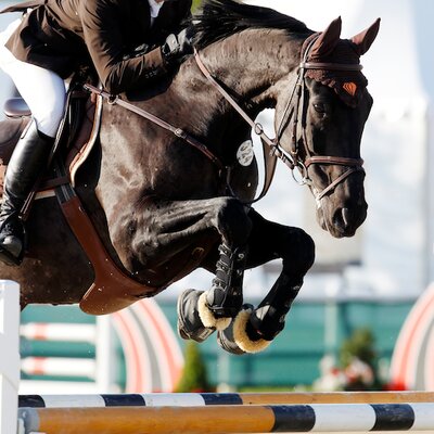 Lantino by Landor S out of Wildana by Noble Champion - Tin Rocco | Breeder: Josef Freese, Visbek (Germany)