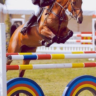 Successful with an amateur: Levinia *2001 by Landor out of Agnes by Argentan I - Wilhelm Tell I | Breeder: Willi Fritsch, Bargstedt (Germany)