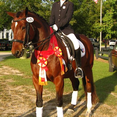 Successful in Florida: Ladinor *2004 by Landor S - Argentinus - Lasino | Breeder: Bernfried Brauer, Kabelhorst (Germany)
