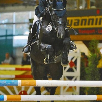 Successful in youngster classes: Lignet Raffi *2006 by Landor S out of Chari Vair by Contender - Rinaldo | Breeder: Barbara Kuchenbuch, Warburg (Germany)