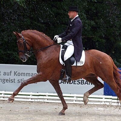 Winner of Grand Prix de Dressage: Holger Rose and Lorenzo B *2001 by Landor S out of Flinkira by Sion - Figaro | Breeder: Uwe Brandes, Wardenburg (Germany)
