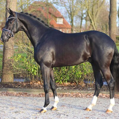 Lausanne by Le Formidable out of Hadinosa by San Amour x Havidoff | Breeder: MP Olthoff horses, Niederlande