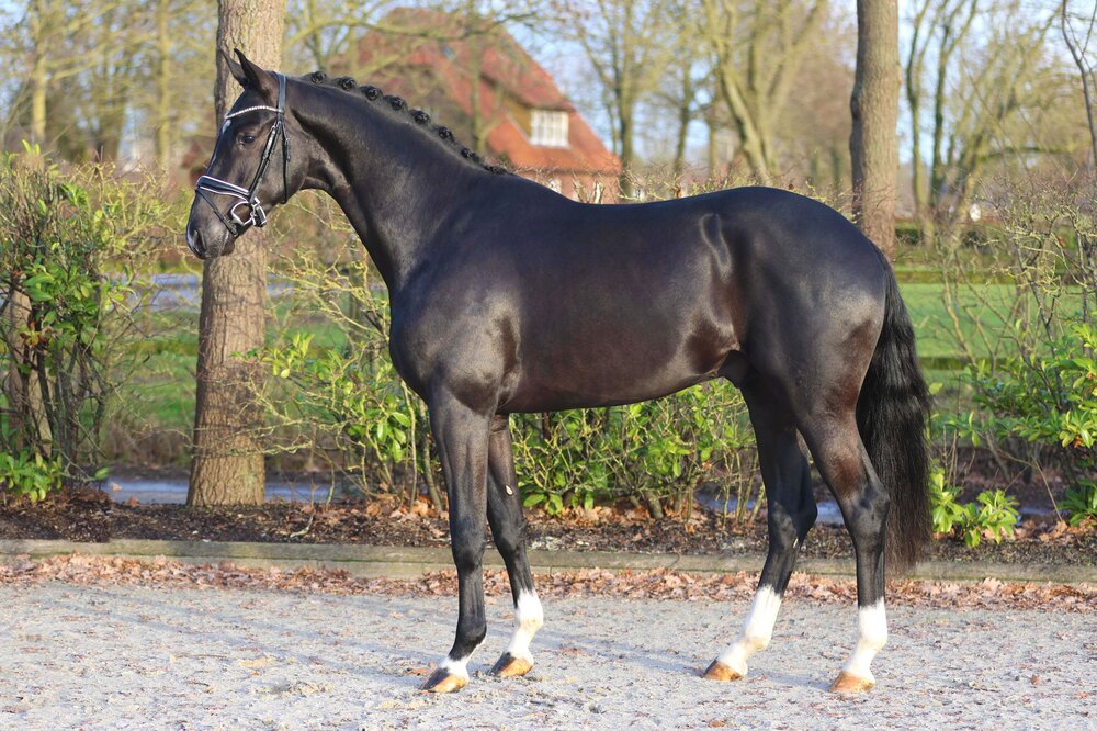 Lausanne by Le Formidable out of Hadinosa by San Amour x Havidoff | Breeder: MP Olthoff horses, Niederlande