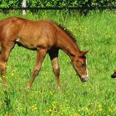 Filly by Levisonn out of Weinlese by Weinzauber - Brentano | Breeder: Beate Kahleis, Gütersloh (Germany)