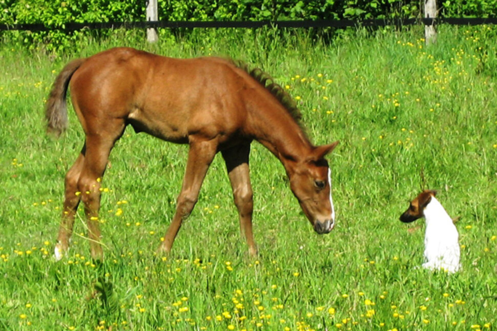 Filly by Levisonn out of Weinlese by Weinzauber - Brentano | Breeder: Beate Kahleis, Gütersloh (Germany)