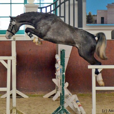 Three-year-old winner of a free jumping test by Levisonn - Laudatios | Breeder: Annekatrin Kabbe, Redefin (Germany)