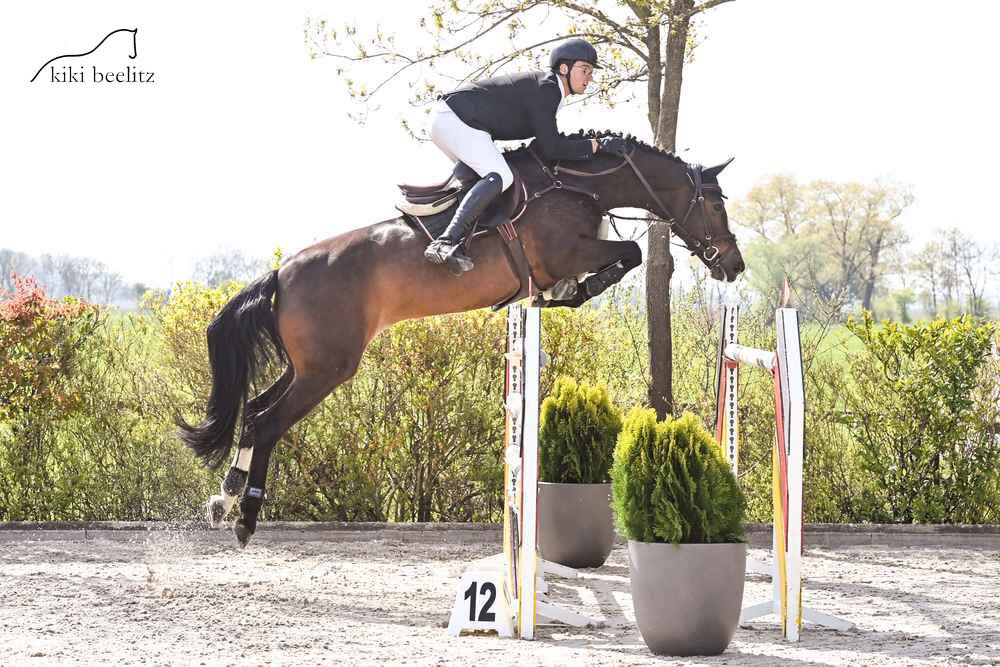 Gestelle M by Toulon out of Volstelle by Voltaire - Zeus | Breeder: W.F.J. Wignik-Markvoort 