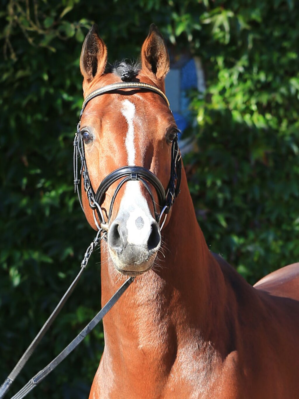 Livestream by Lordanos out of Heidebluete by Landadel - Godehard 