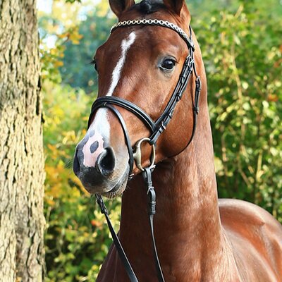 Livestream by Lordanos out of Heidebluete by Landadel - Godehard 