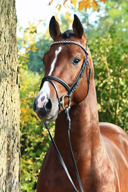 Livestream by Lordanos out of Heidebluete by Landadel - Godehard 