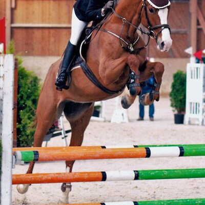 Ludwigs Landina *2007 von Ludwigs As aus der Fair Lady von Carnando - Furioso II | Züchter: Josef Freese, Visbek