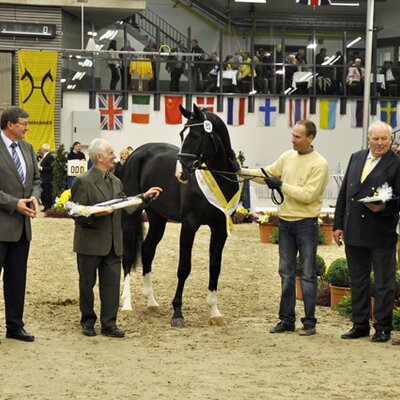 Hannoveraner Prämienhengst Love Dreamer von Ludwigs As aus der Lady Diana von Lordanos - Ramiro\'s Boy | Züchter: Dietrich Tomforde, Mulsum