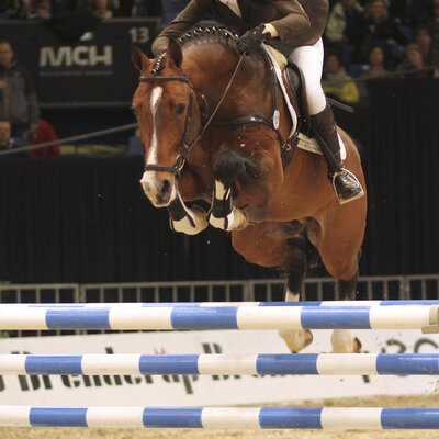 Der gekörte Ludwigs Concept von Ludwigs As aus der Heidefee von Concetto - Godehard | Züchter: Gerd Sosath, Lemwerder