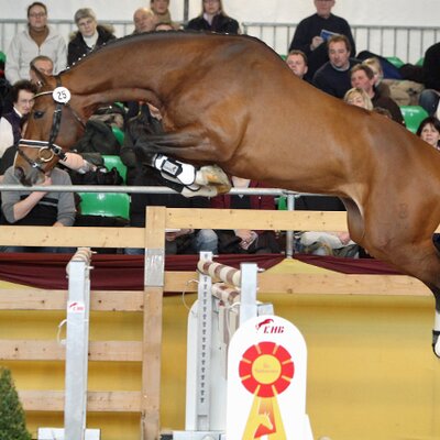 Der gekörte Ludwigs Concept von Ludwigs As aus der Heidefee von Concetto - Godehard | Züchter: Gerd Sosath, Lemwerder