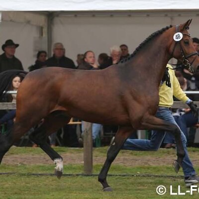 Lyon by Lord Argentinus out of Lexis Girl by Lex Lugar - Couleur-Rubin | Breeder: Frank Sander, Raddestorf (Germany)