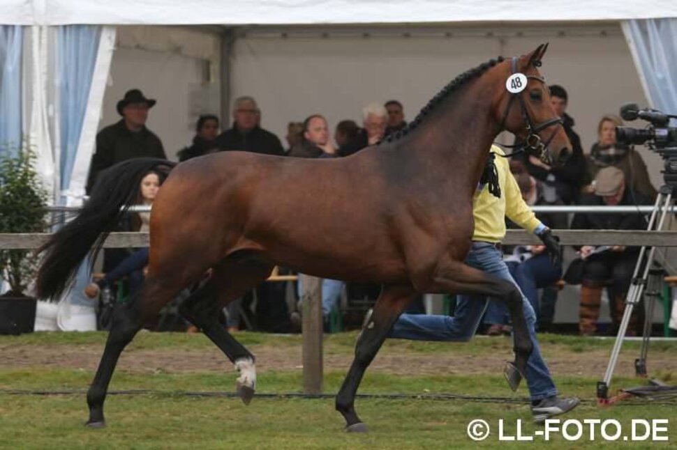Lyon by Lord Argentinus out of Lexis Girl by Lex Lugar - Couleur-Rubin | Breeder: Frank Sander, Raddestorf (Germany)