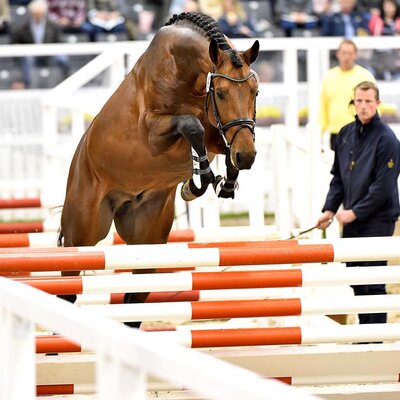 Lyon by Lord Argentinus out of Lexis Girl by Lex Lugar - Couleur-Rubin | Breeder: Frank Sander, Raddestorf (Germany)