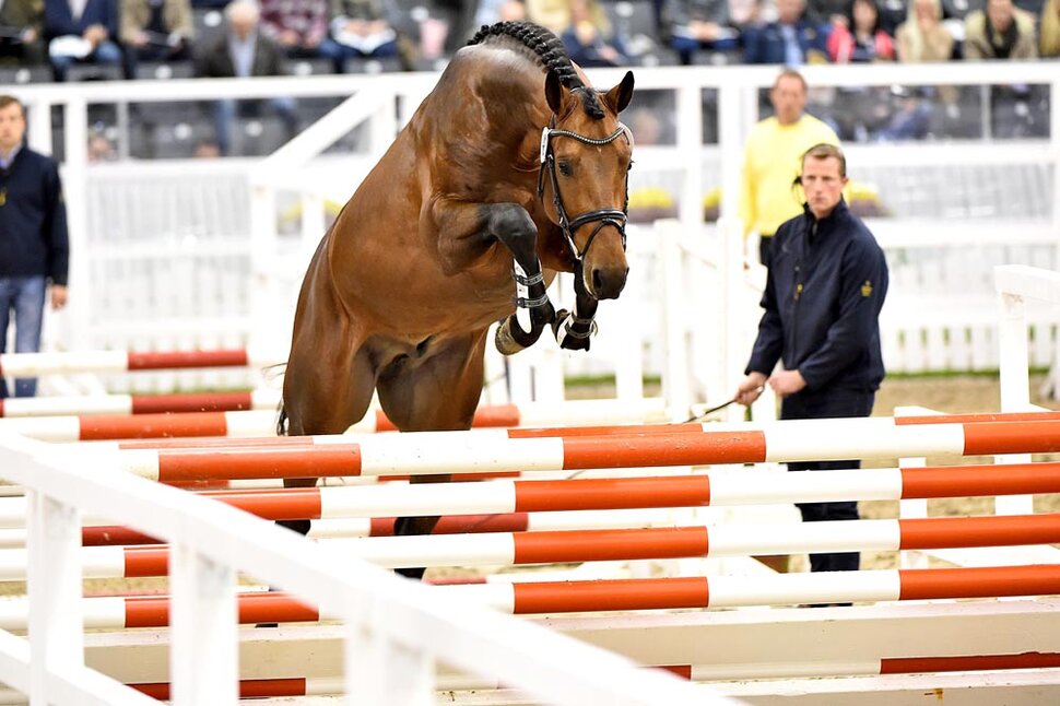 Lyon by Lord Argentinus out of Lexis Girl by Lex Lugar - Couleur-Rubin | Breeder: Frank Sander, Raddestorf (Germany)