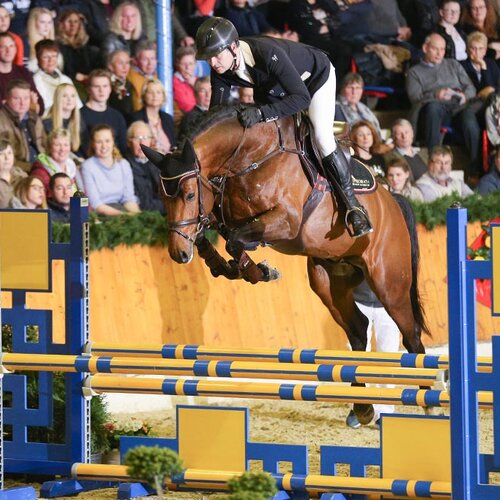 Lyon von Lord Argentinus aus der Lexis Girl von Lex Lugar - Couleur-Rubin 