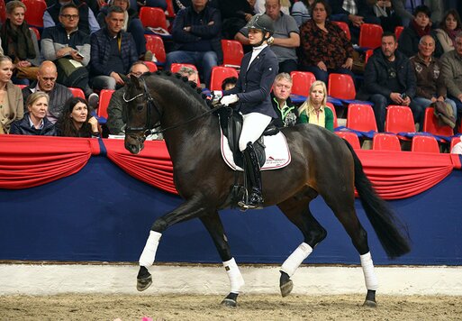 Moreno OLD von Morricone aus der Simone von San Amour I x Diamond Hit | Züchter: Wilhelm Strohm, Nordhorn 