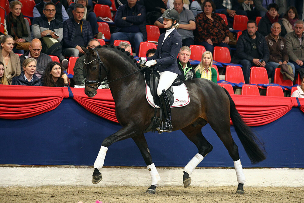 Moreno OLD von Morricone aus der Simone von San Amour I x Diamond Hit | Züchter: Wilhelm Strohm, Nordhorn 