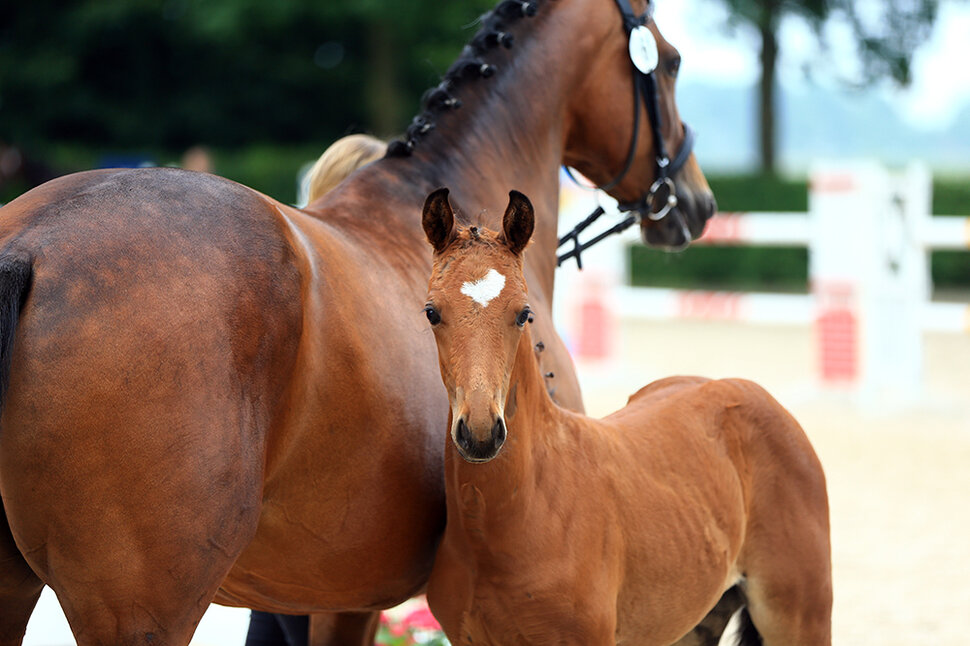 Colt by Moreno out of Musicara by Balesteros x Quattro B | Breeder: Dirk Struss, Westerstede 