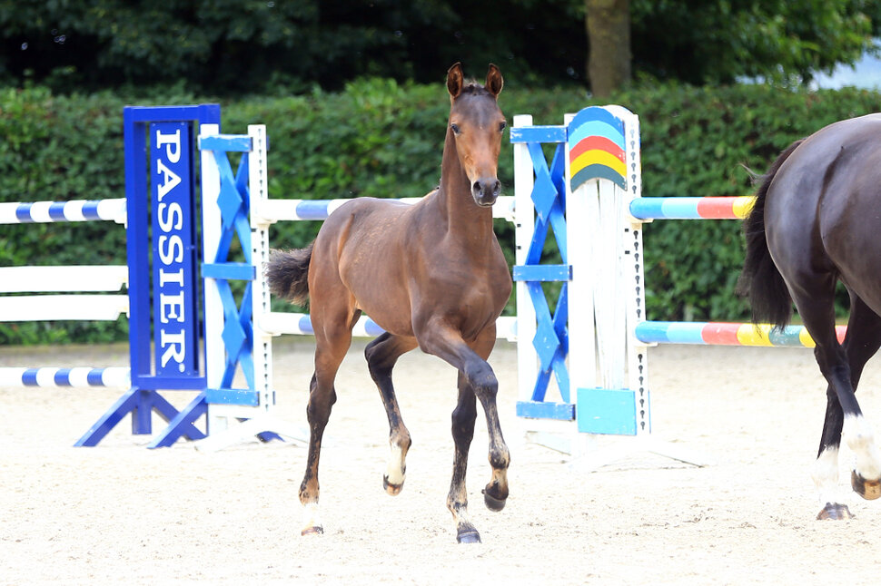 Filly by Moreno out of Fame by Ampère x Donnerschwee | Breeder: Gerd Sosath, Lemwerder 