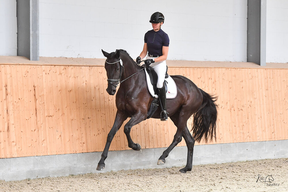OLHPr.A. Bella Morena von Moreno OLD aus der Bonita le Fleur von For Dance - Ampère | Züchter: Gerd Sosath, Lemwerder