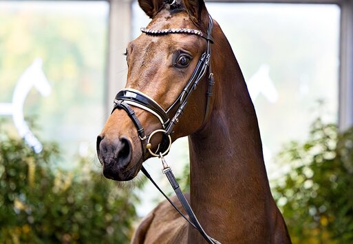 Junghengst von Moreno - Florenz - Eiger I | Züchter: Karl-Heinz Engel, Garbsen