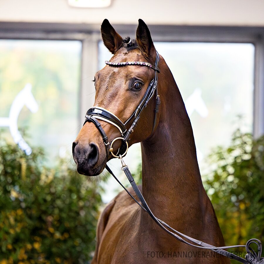 Junghengst von Moreno - Florenz - Eiger I | Züchter: Karl-Heinz Engel, Garbsen