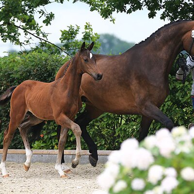Colt by Naldo out of Brangelina by Ludwigs As - Corlando | Breeder: Rainer Schnitger, Saterland (Germany)