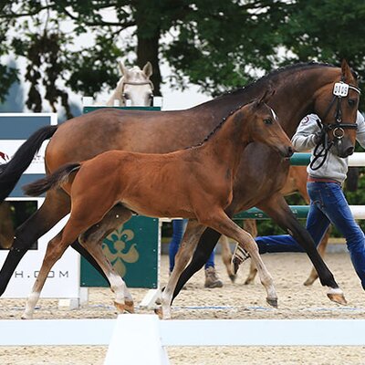 Colt by Naldo out of Brangelina by Ludwigs As - Corlando | Breeder: Rainer Schnitger, Saterland (Germany)
