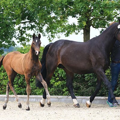 Filly by Naldo out of M-Cassandra by Contender - Landgraf I  | Breeder: Gestüt Schultenhof, Norden-Norddeich (Germany)