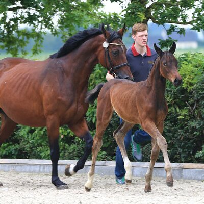 Filly by Naldo out of As di Grawona by As di Villagana - Grozzo Z | Breeder: Sven Pfleumer, Barßel (Germany)