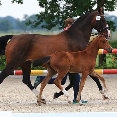 Filly by Naldo out Angie by Gracieux - Argentinus | Breeder: Nadine Küthe, Kettenkamp (Germany)