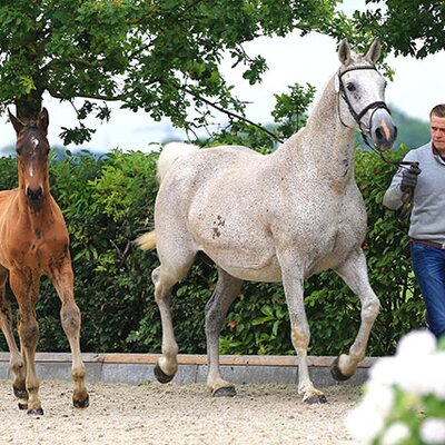 Colt by Naldo out of Heidedank by Lordanos - Landadel | Breeder: Gerd Sosath, Lemwerder (Germany)
