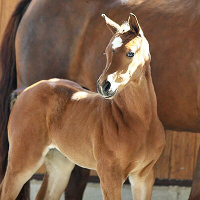 Filly by Naldo out of Arena Levina by Lordanos - Continue  | Breeder: Siegfried Rempe, Garrel (Germany)