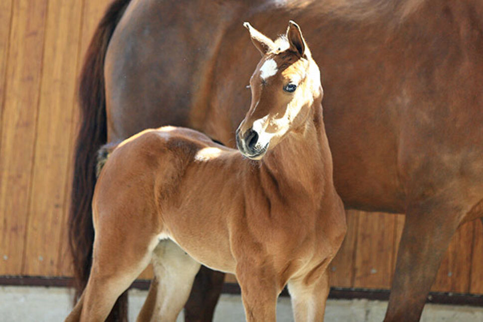 Filly by Naldo out of Arena Levina by Lordanos - Continue  | Breeder: Siegfried Rempe, Garrel (Germany)